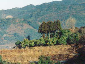 ���̕ӂ́A�~�J�����������B